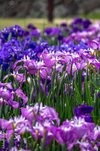 花菖蒲園、初夏イメージ