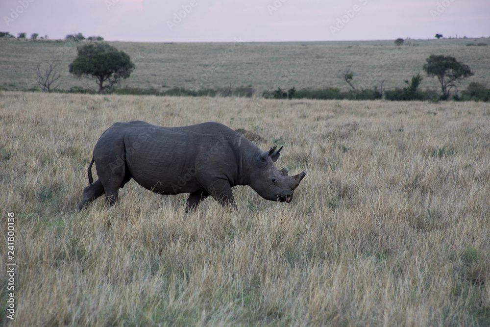 Nashorn Nashorn