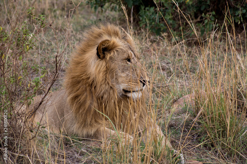 Lion