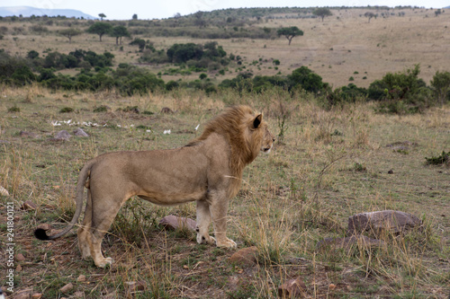 Lion