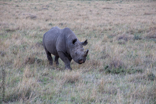 Nashorn