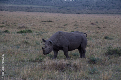 Nashorn