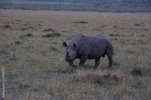 Nashorn