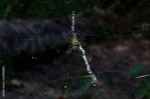 Spider