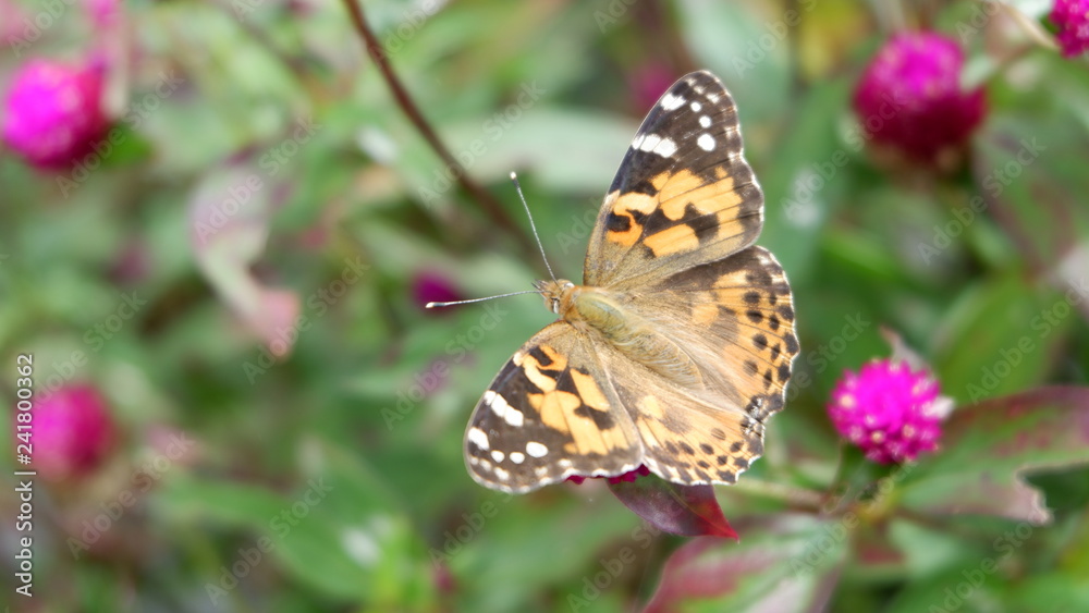 High angle view of butterfly on plant High angle view of butterfly on plant