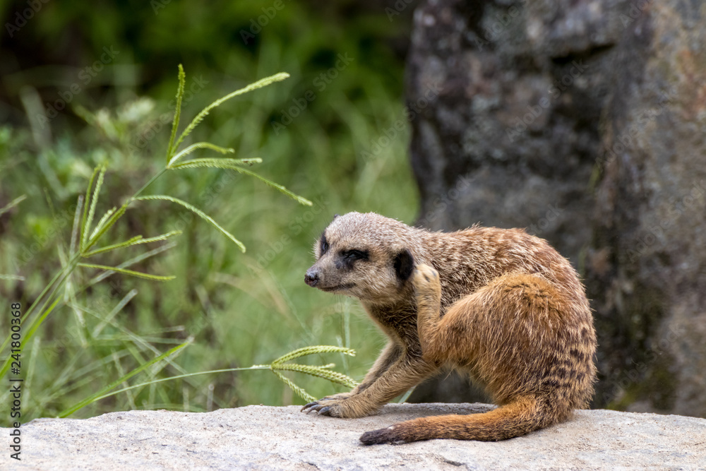 Fototapeta premium ミーアキャットのポートレート