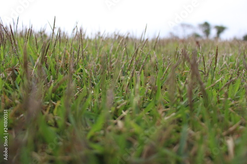 green grass and sky