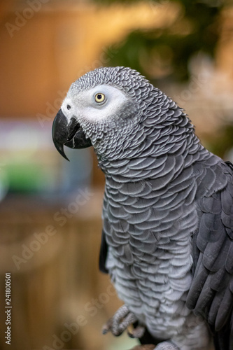 インコのポートレート