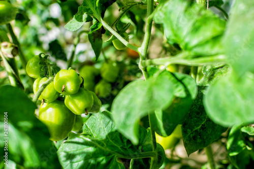The green tomatoes on many tomato plants that have been planted by gardeners