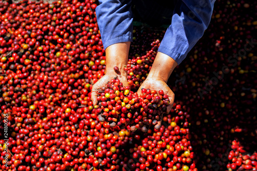 Close-up hand of farmers are choosing red coffee beans that are harvested from coffee trees at Doi Chang, Chiang Mai Province, Thailand.