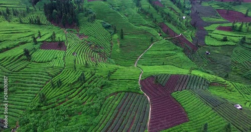 Aerial view of tea field landscape in the mountain of Sichuan China, Chinese green tea plantation in the Emei mountain, 4k  photo