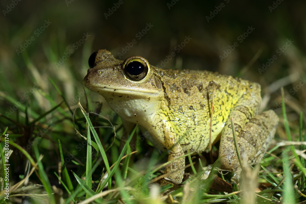 Cuban Treefrog (Osteopilus septentrionalis) in grass. Night shooting. Everglades National Park, Florida, USA Cuban Treefrog (Osteopilus septentrionalis) in grass. Night shooting. Everglades National Park, Florida, USA