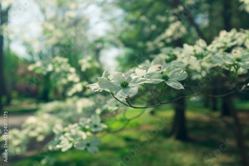 white dogwood flowers on a branch in the woods photo