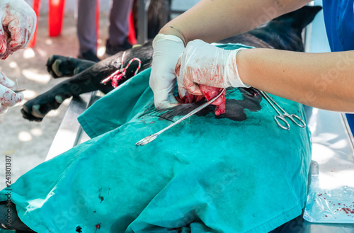 Animal surgical sterilization by veterinary