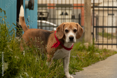 Boby Beagle