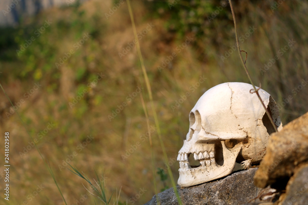 Human skull in the wilderness. Selective focus. Human skull in the wilderness. Selective focus.