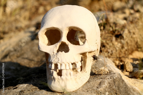 Human skull in the wilderness. Selective focus.