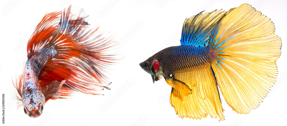 Fototapeta premium halfmoon betta fish, siamese fighting fish, betta splendens
