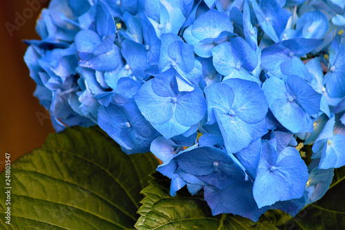 Hydrangea (lat. Hydranea), blue flower, variety. Used in landscape design. Selective focus, close-up.
