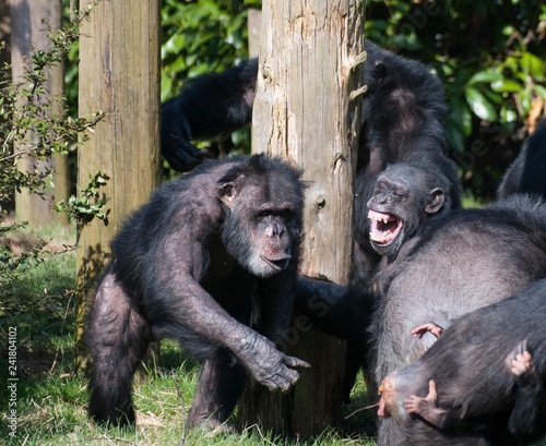 Fotografija Chimpanzees playing in a group