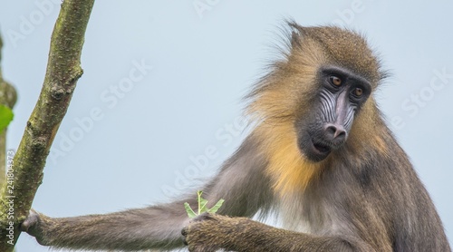 Mandrill 