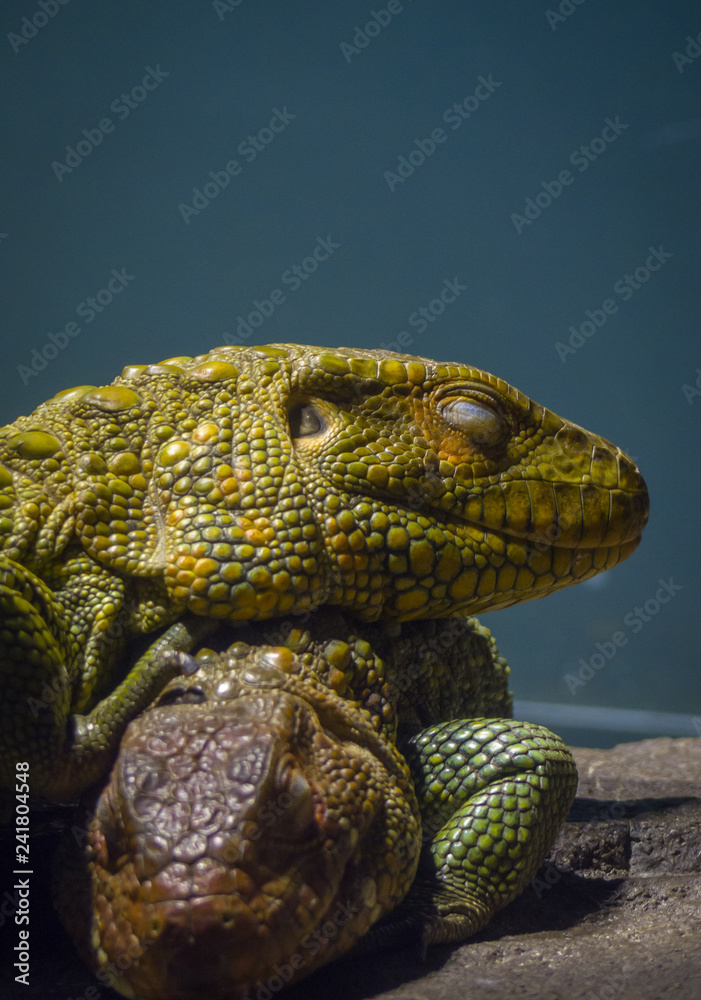 Obraz premium ギアナカイマントカゲ