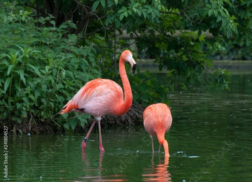 Two Pink Flamingos 
