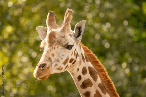 Photography Giraffe