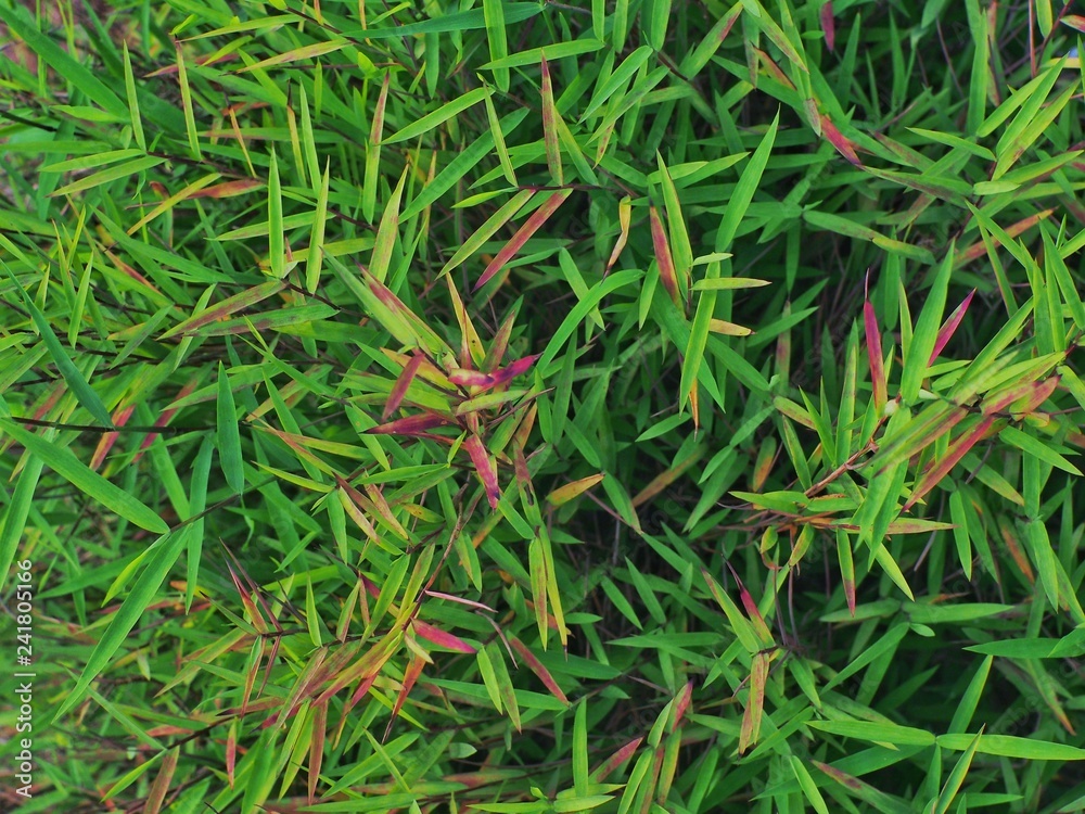 Clump of grass