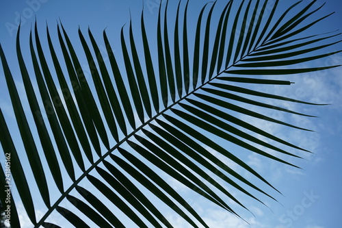 Dark green palm leaf texture background, tropical jungle tone concept