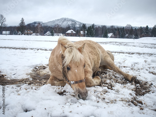 Fototapeta Naklejka Na Ścianę i Meble -  Blurry movement of rolling horse in snow.