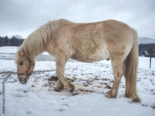 White muddy pony or horse standing in now