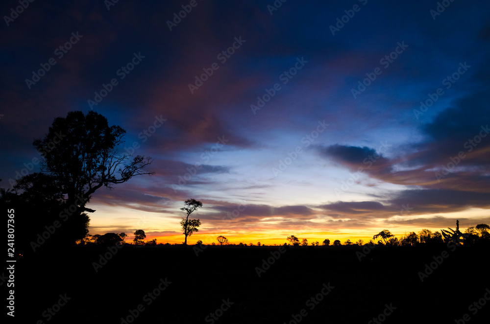 Silhouette of a tree with the sun behind the tree. In the evening, before sunset. abstract background. - Image