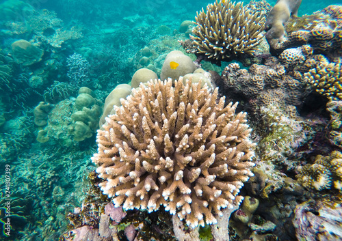 colorful coral reef in thailand