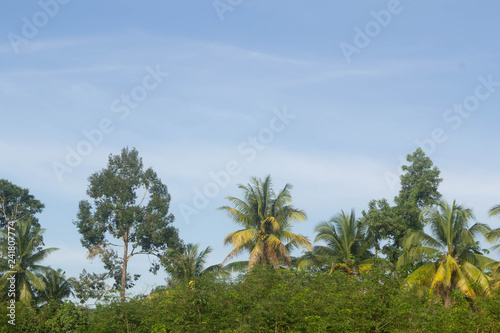 coconut trees and blue sky © kayan_photo