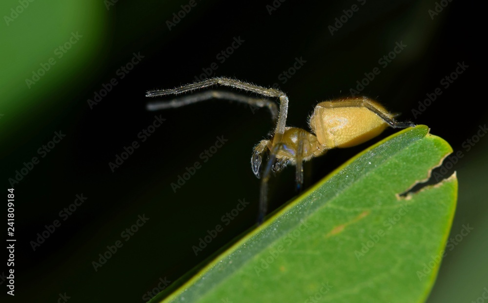 Yellow Sac spider rearing up in attack mode on a tree leaf while it was out  hunting one night in Houston, TX. These spiders are mildly poisonous. Stock  Photo | Adobe Stock