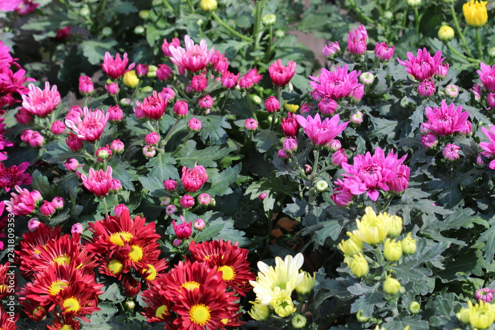 Flores Flores