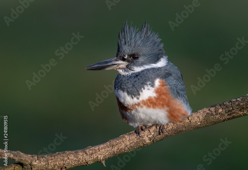 Belted Kingfisher  © Harry Collins