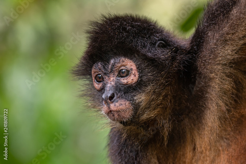 Photography Spider Monkey in Costa Rica