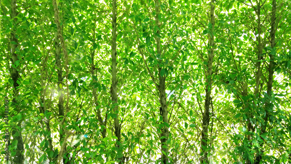 Wall tree in garden .background concept Wall tree in garden .background concept