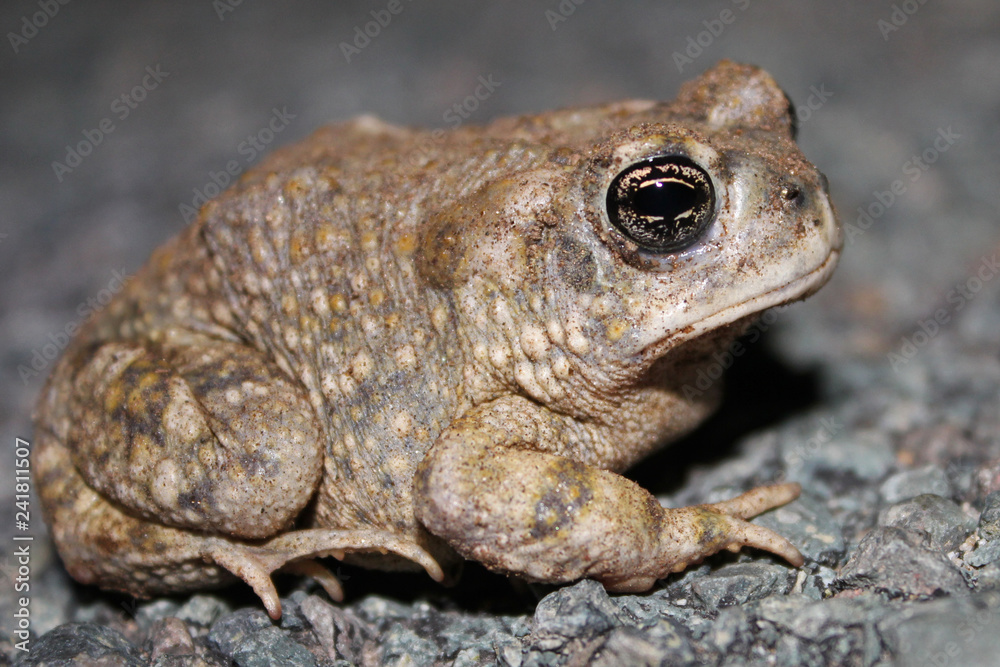 Obraz premium Arroyo Toad
