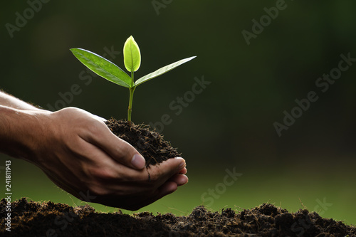 Hands holding and caring a green young plant photo