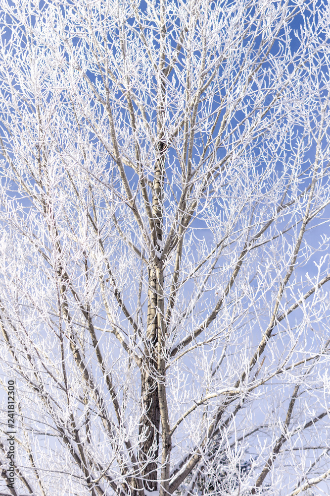 Frosted trees in the cold winter air Frosted trees in the cold winter air