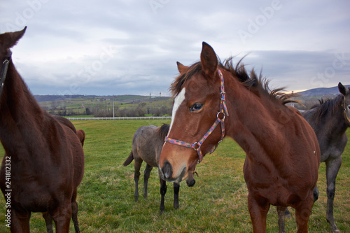 Horses © Hayri