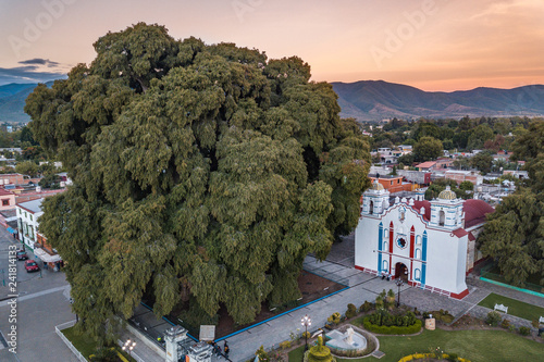 Amazing sunset at El Tule, the biggest tree of the world located in Oaxaca, Mexico