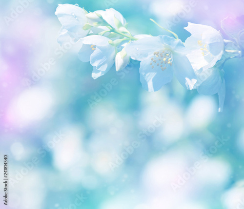 Spring natural background with bright blooming jasmine. Gentle spring background
