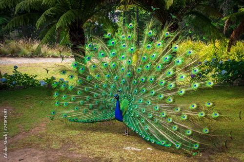 Peacock with open feathers