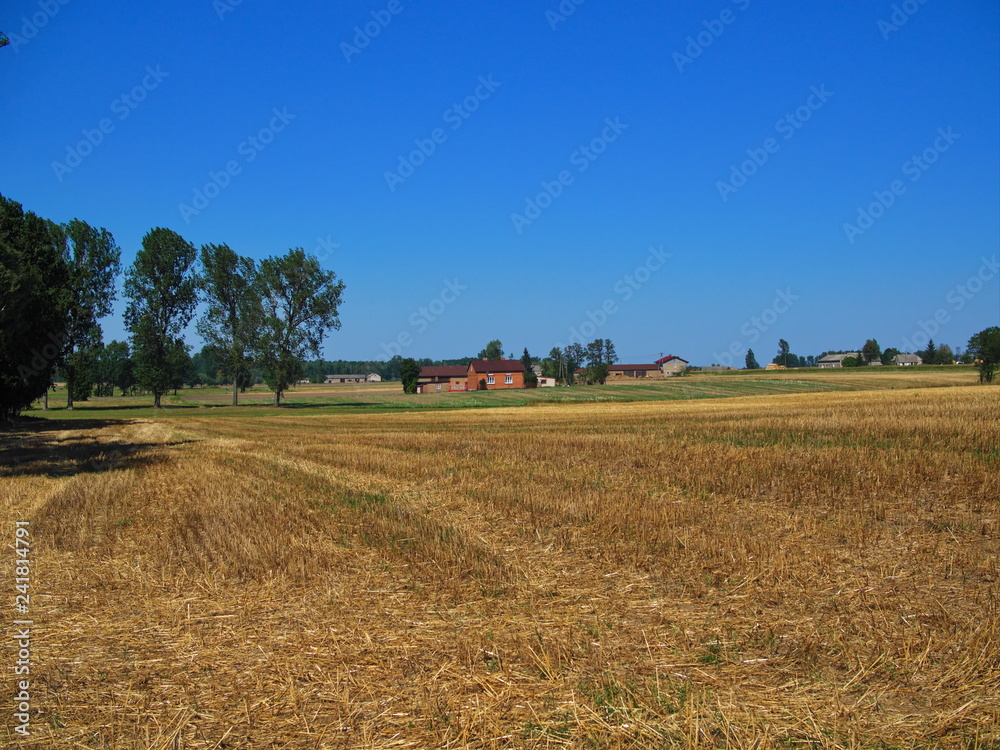 Harvested wheat field view from late summer days