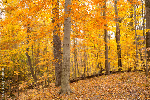 Bright fall foliage in Cuyahoga Valley National Park in Ohio.