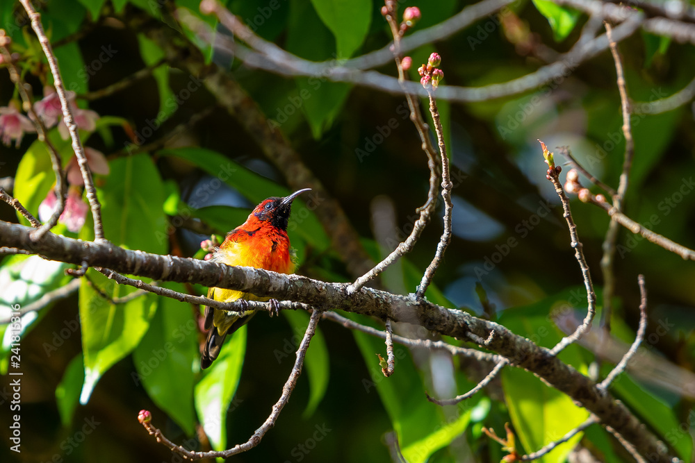 A colorful tiny Mrs.Gould's sunbird perch on Wild Himalayan Cherry branch A colorful tiny Mrs.Gould's sunbird perch on Wild Himalayan Cherry branch